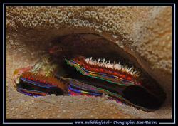 Surprising colors... Que du Bonheur... :O)... by Michel Lonfat 